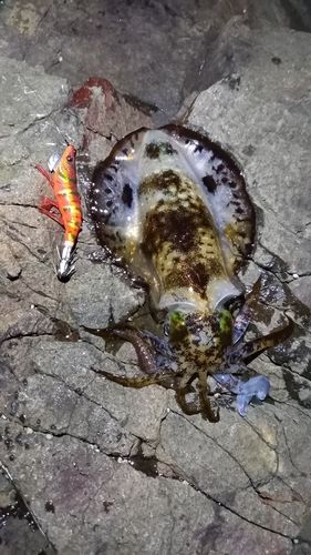 アオリイカの釣果