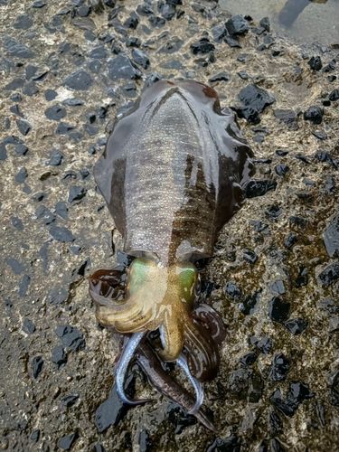 アオリイカの釣果