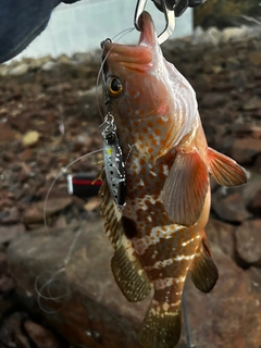 キジハタの釣果