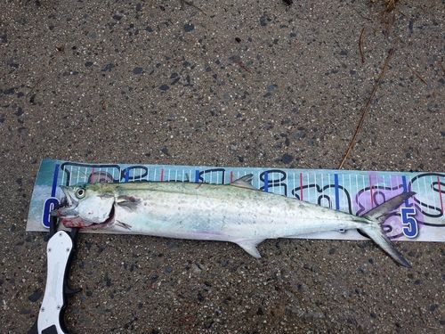 サゴシの釣果