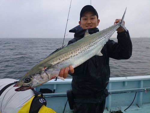 サワラの釣果