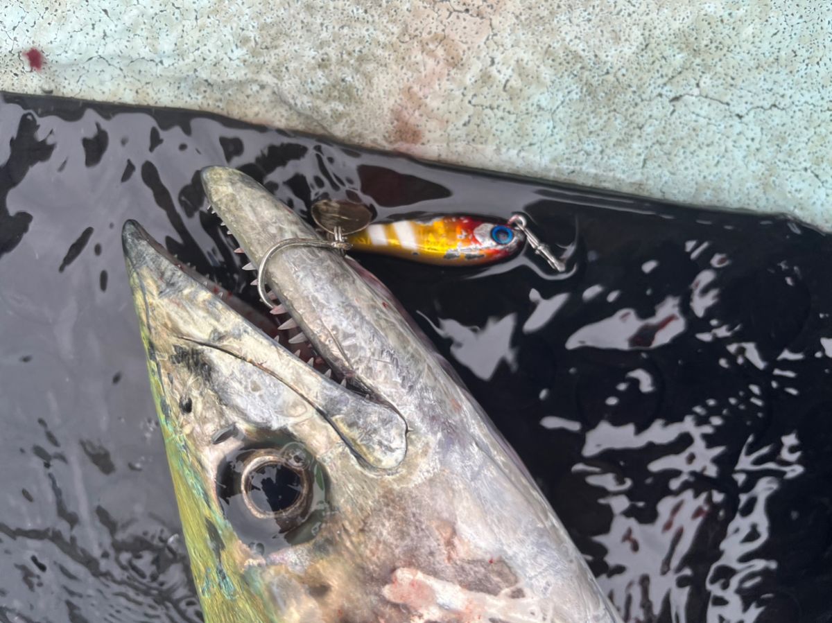 みるみーるさんの釣果 2枚目の画像