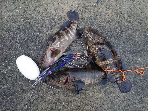 チャイロマルハタの釣果