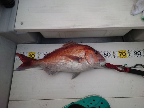 マダイの釣果