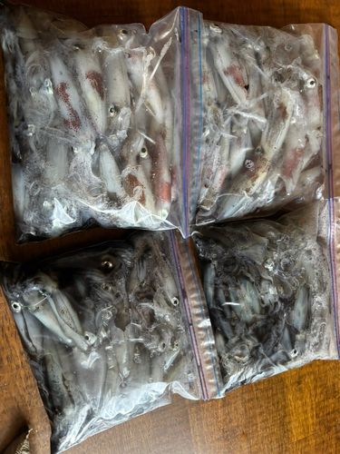 マメイカの釣果