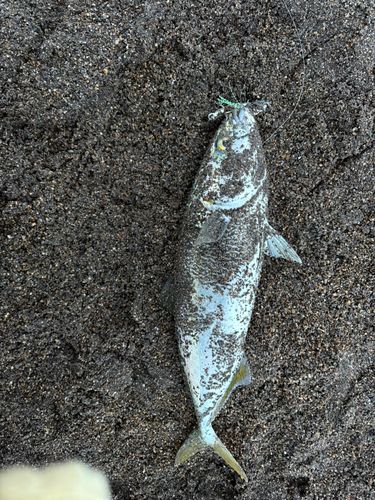 イナダの釣果