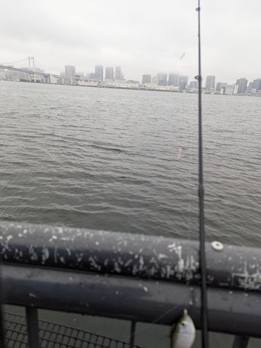サッパの釣果