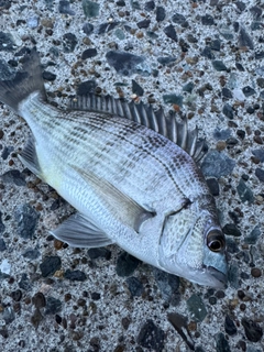 クロダイの釣果