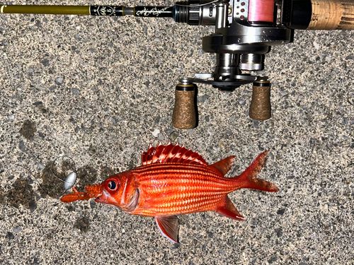 イットウダイの釣果