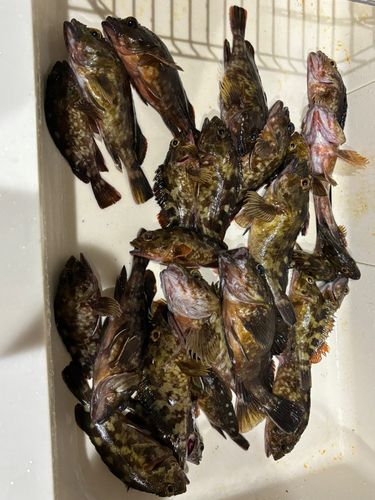 カサゴの釣果