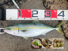 ハマチの釣果
