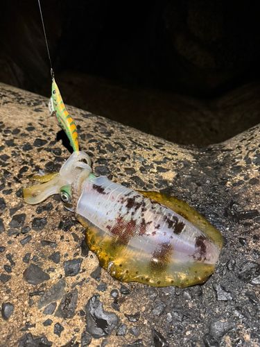 小伊津港