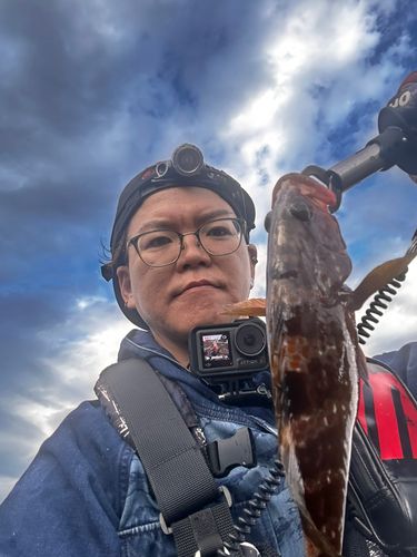 キジハタの釣果