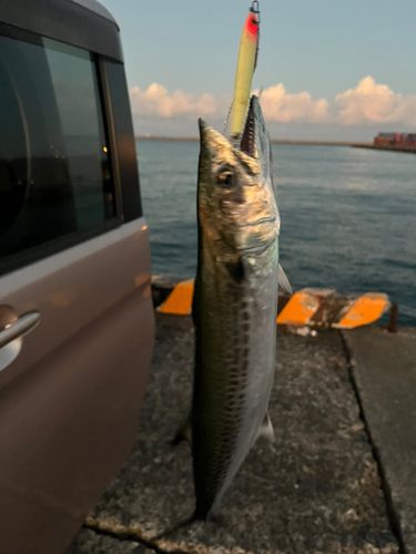 サゴシの釣果