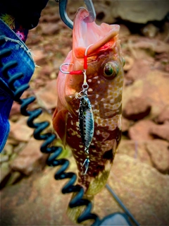 キジハタの釣果