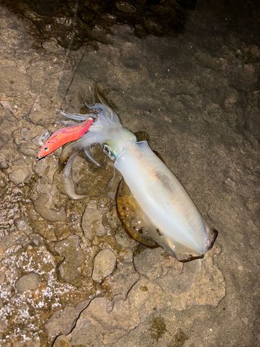 アオリイカの釣果