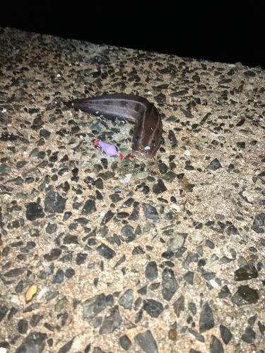 ゴンズイの釣果