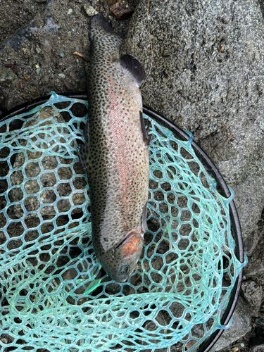 ニジマスの釣果