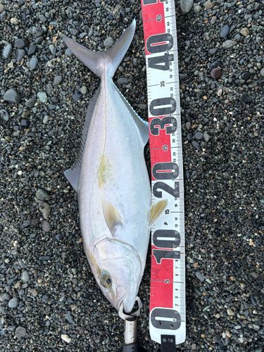 ショゴの釣果