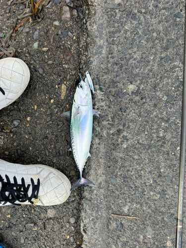 ソウダガツオの釣果