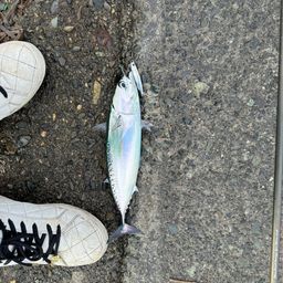 ソウダガツオ