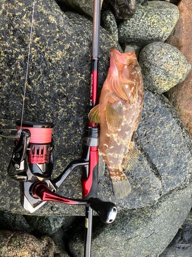 アコウの釣果
