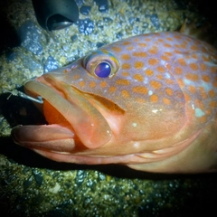 キジハタの釣果