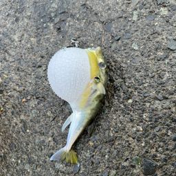 シロサバフグ