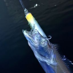 タチウオ