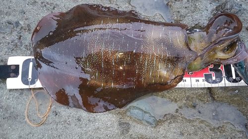 アオリイカの釣果