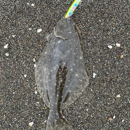ヒラメ