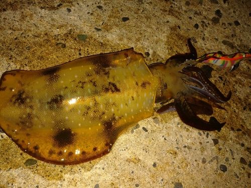 アオリイカの釣果