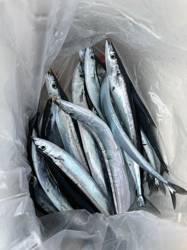 サンマの釣果