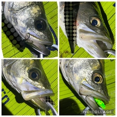 シーバスの釣果