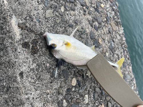 表浜名湖