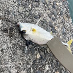 ギマ