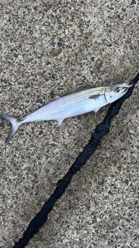 サゴシの釣果