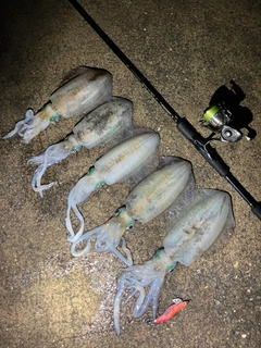 アオリイカの釣果