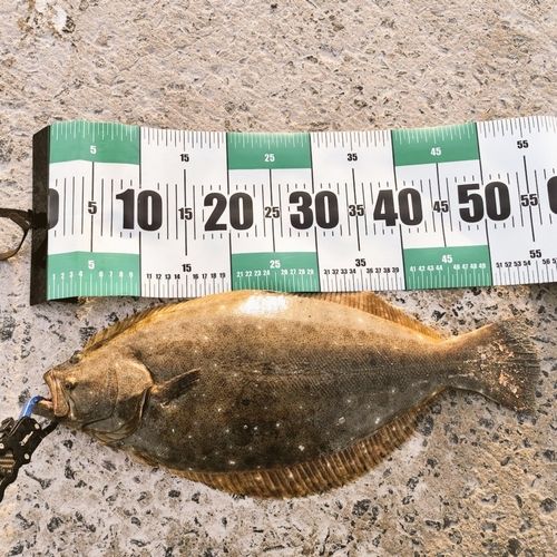 ヒラメの釣果