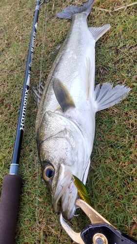 釣果