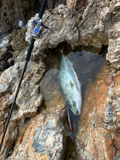 ヤズの釣果