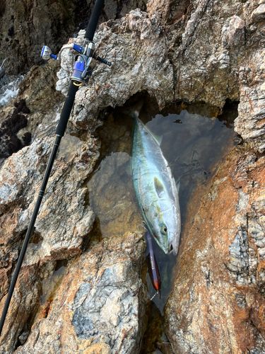 ヤズの釣果
