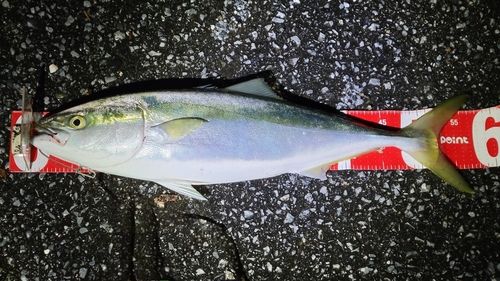 広田湾