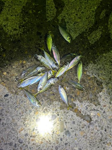 加茂港