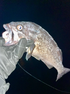 クロソイの釣果
