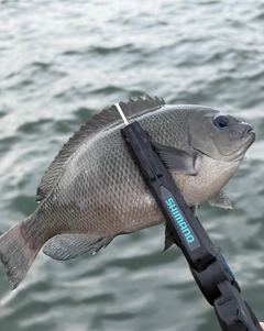 メジナの釣果