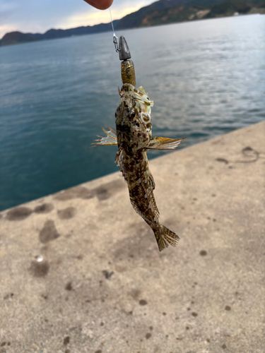 アナハゼの釣果