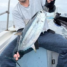 コシナガマグロ