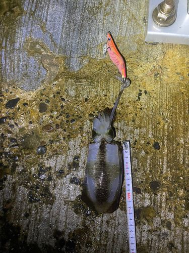 アオリイカの釣果