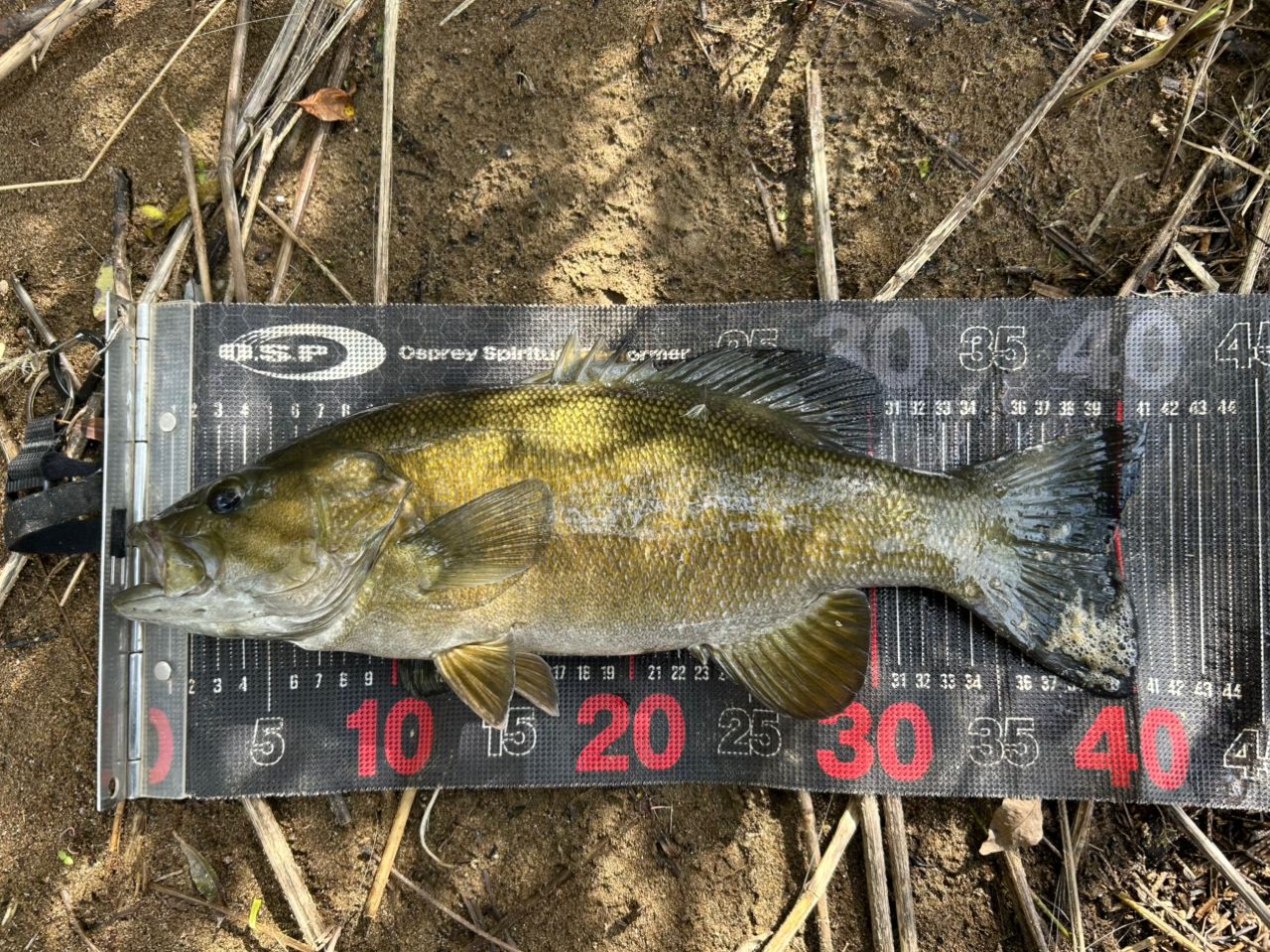 スモールマウスバス